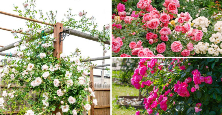 Skip These 7 Rose Care Mistakes – Try These 11 Reblooming Secrets Instead