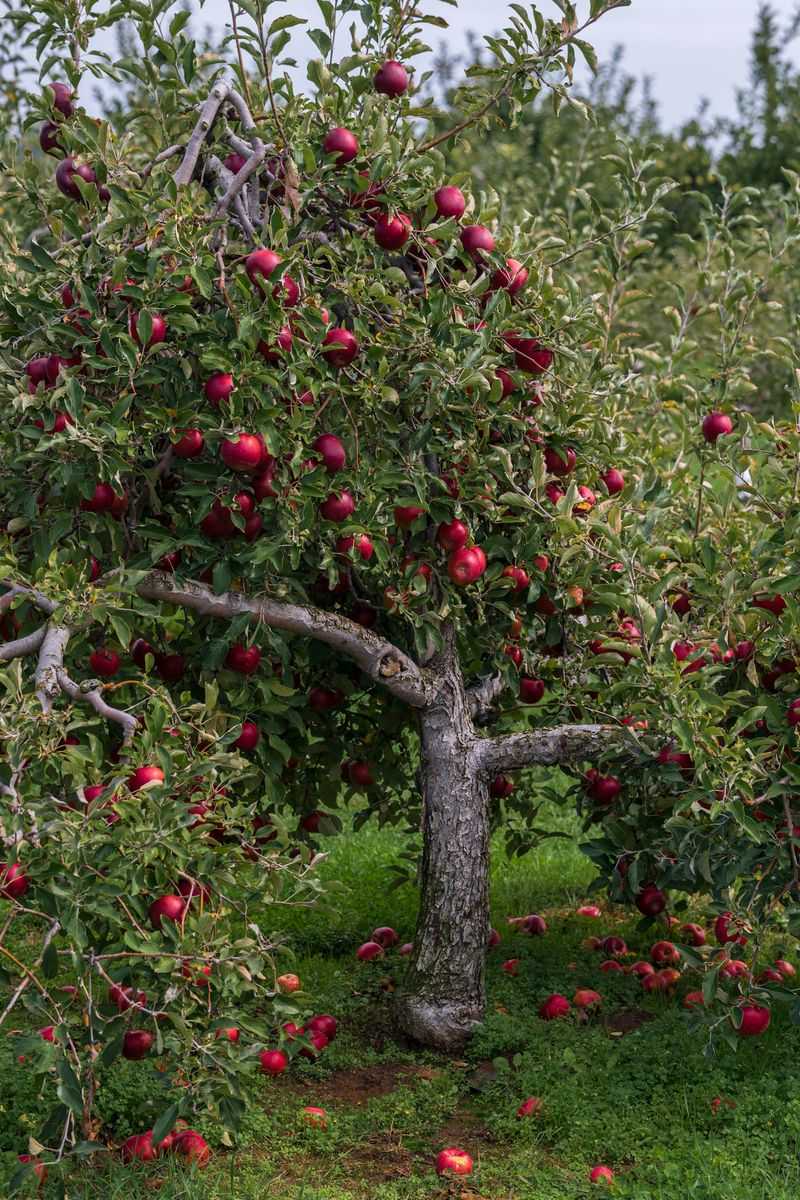 Apple Tree