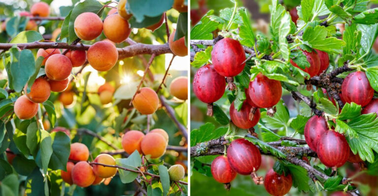 Skip These 7 Slow Fruit Trees – Plant These 13 Quick Producers Instead
