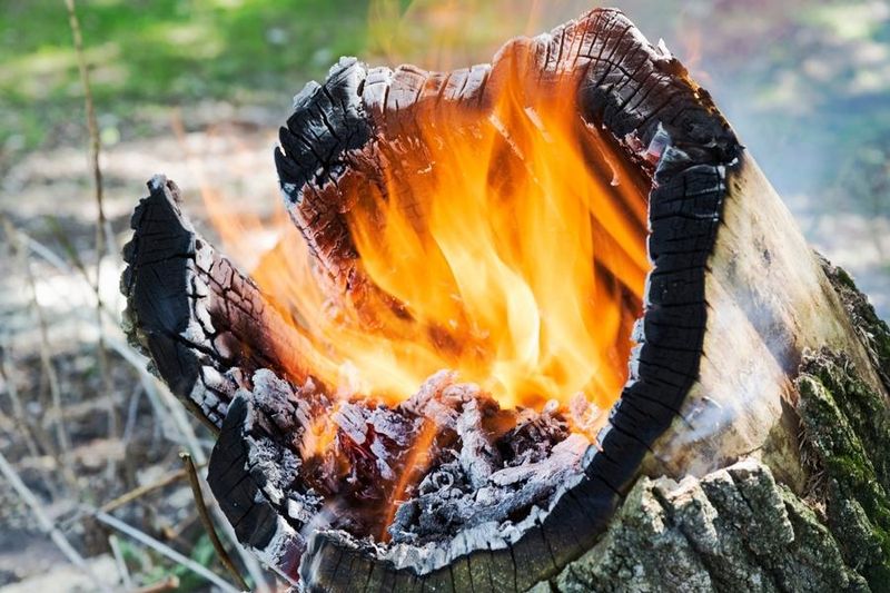 Burning the Stump