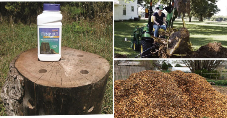 Skip These 7 Stump Removal Methods – Try These 13 That Actually Work