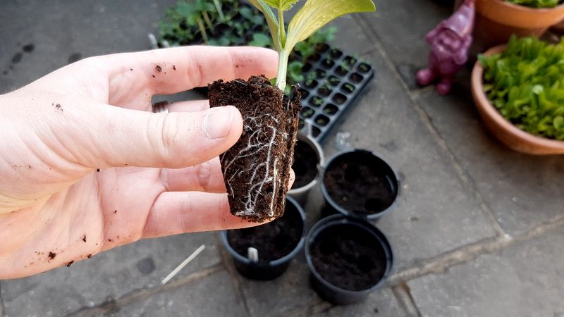 Damaging Roots During Transplant