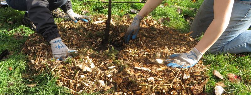 Improper Mulching Techniques