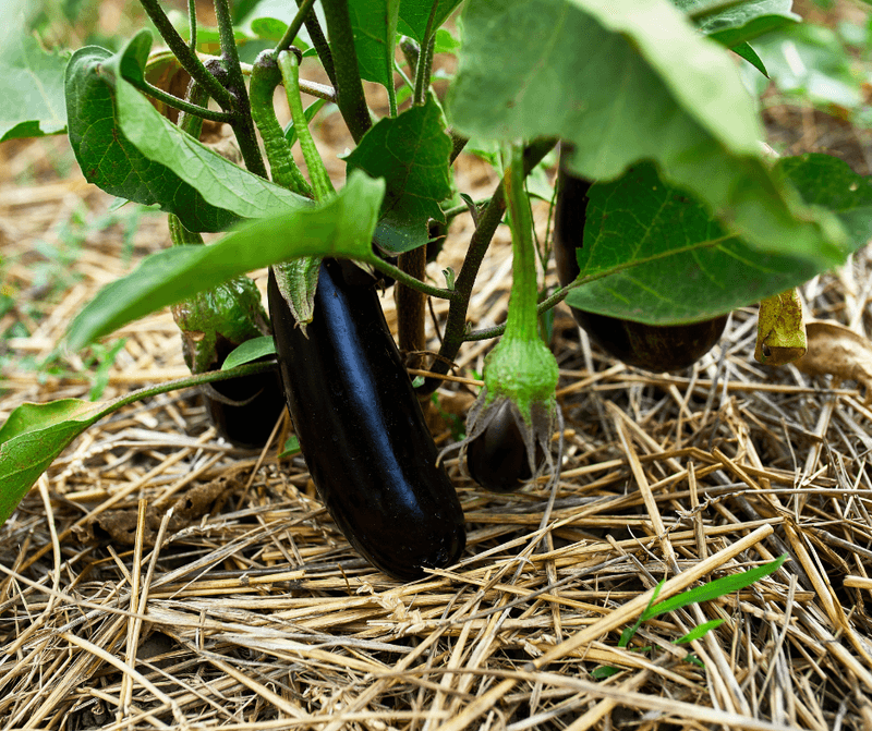 Small eggplants growing with mulch to conserve moisture