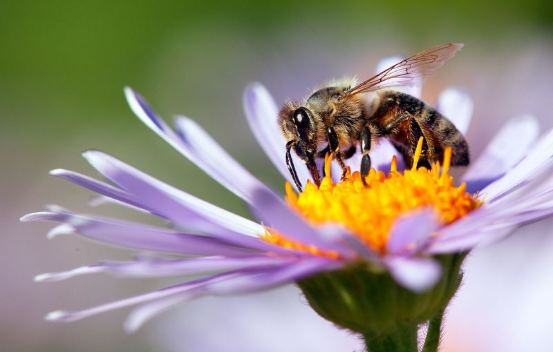 Pollination Creates Your Garden's Bounty