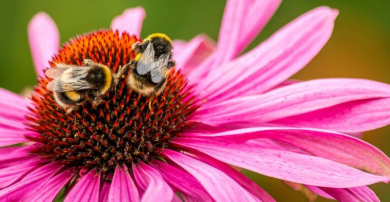 Smart Gardening: Pollination in Vegetable Gardens and Backyard Fruit