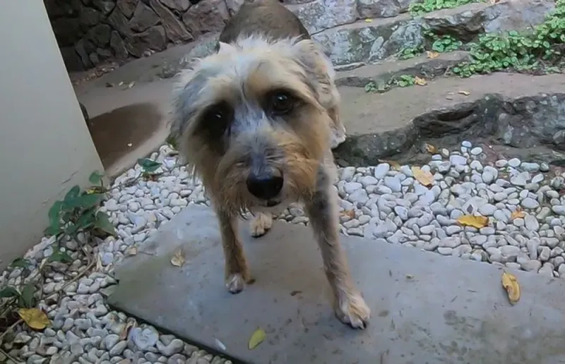 Unusual Pet Behavior