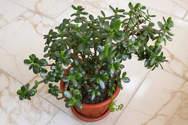 Jade Plant