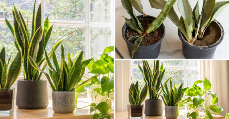 Snake Plant Owners Are Making These 7 Deadly Mistakes (Plus 13 Fixes)