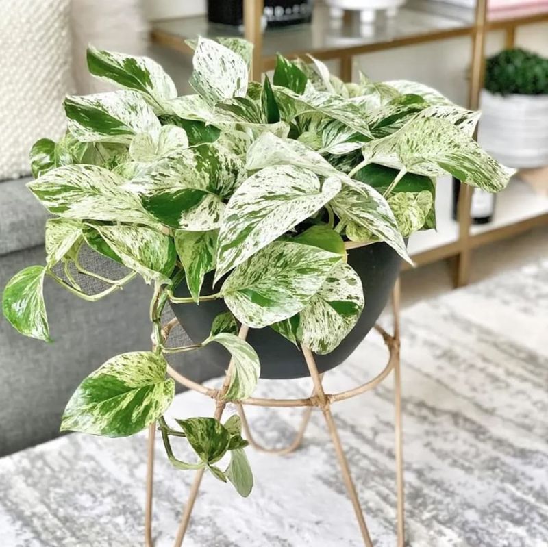 Pothos ‘Marble Queen’ (Epipremnum aureum)