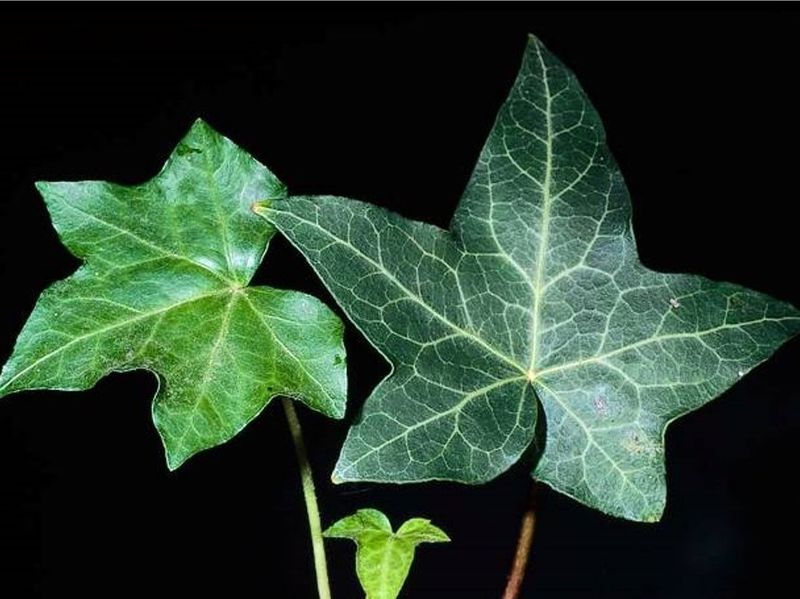 English Ivy (Hedera helix)