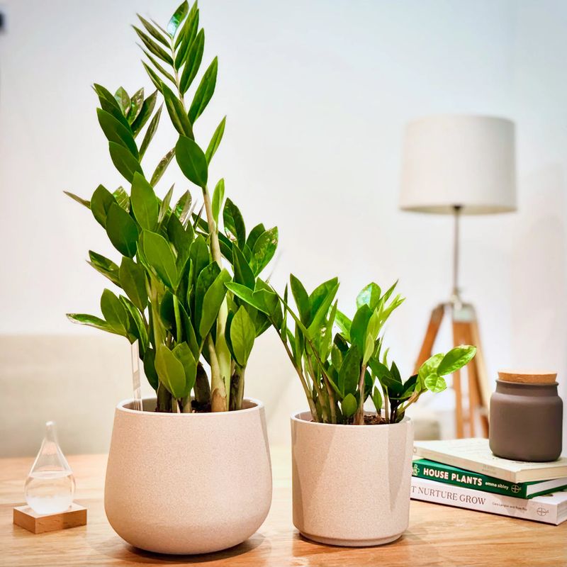 ZZ Plant (Zamioculcas zamiifolia) – The 