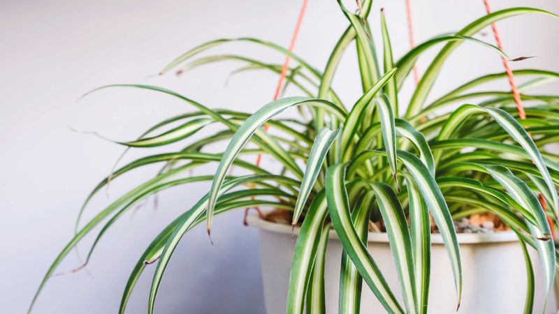 Spider Plant