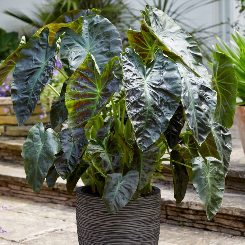 Elephant Ear (Colocasia & Alocasia spp.)