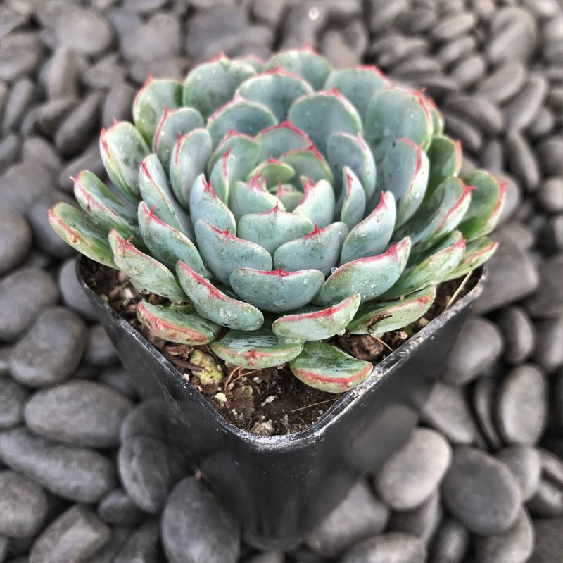 Echeveria - The Rosette Beauty