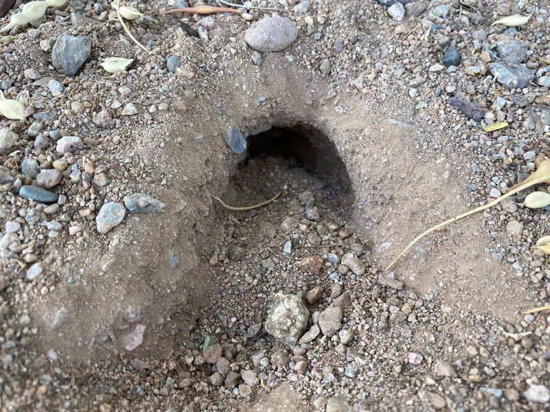 Snake Holes or Burrows