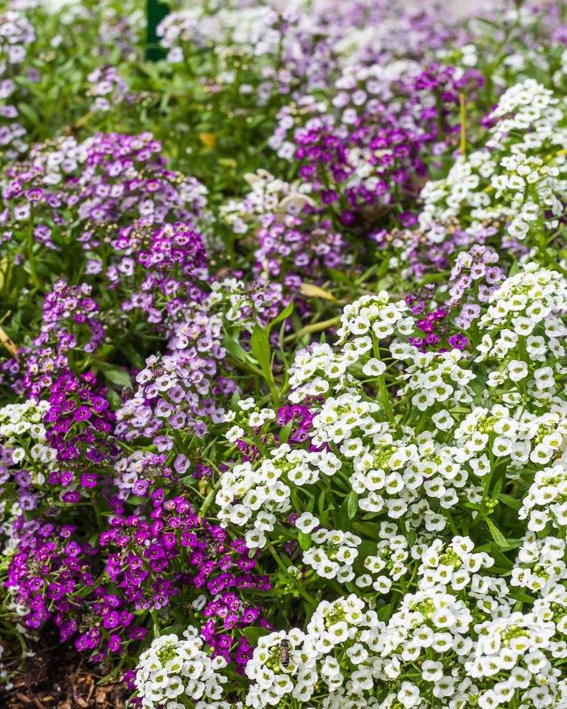 Alyssum