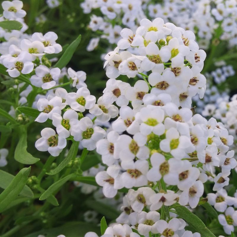 Alyssum