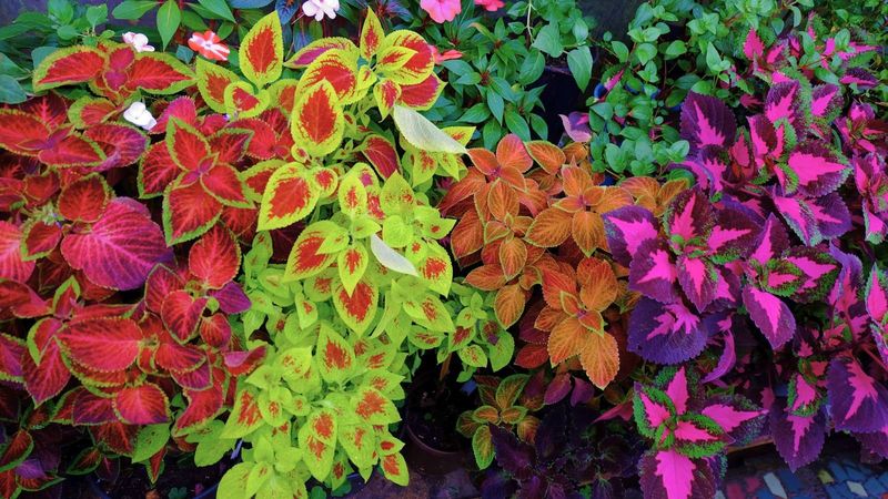 Coleus (Plectranthus scutellarioides)