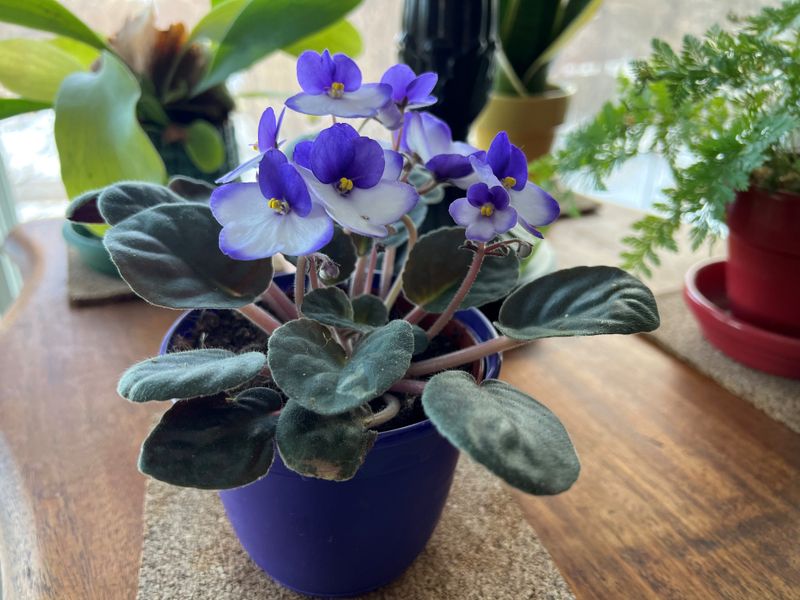African Violets (Saintpaulia)