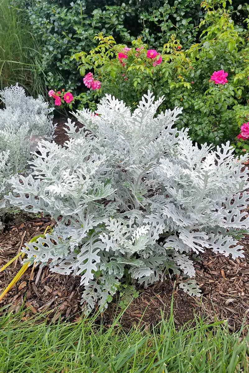 Dusty Miller - The Silver Sentinel