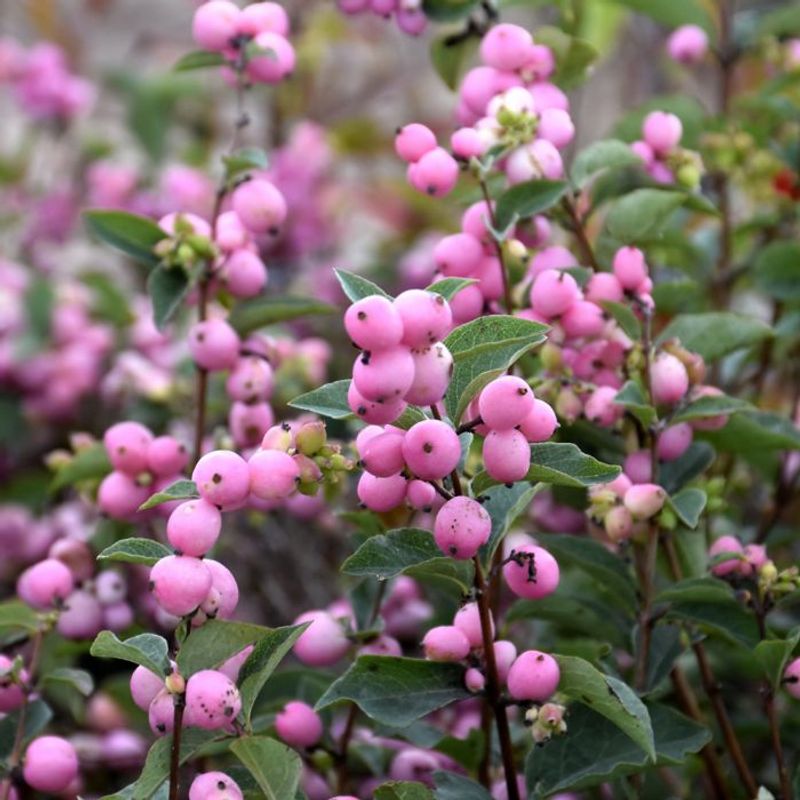 Coralberry