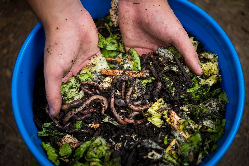 Vermicomposting