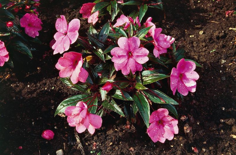 Temperature Fluctuations