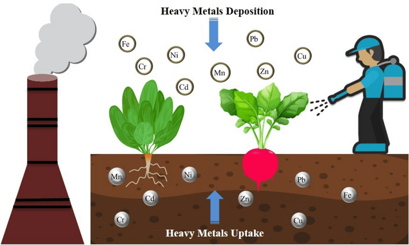 Heavy Metals