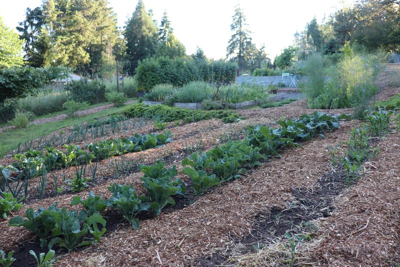 Soil & Prep Secrets - Try No-Till Gardening