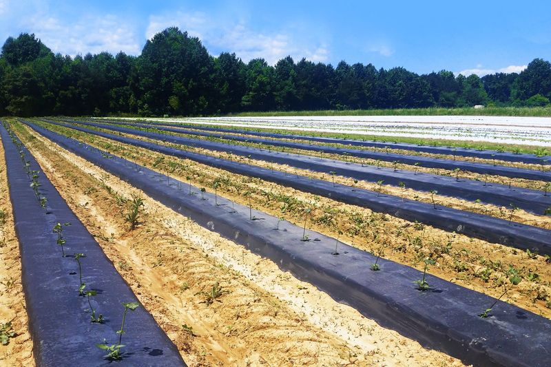 Soil & Prep Secrets - Pre-Warm Soil