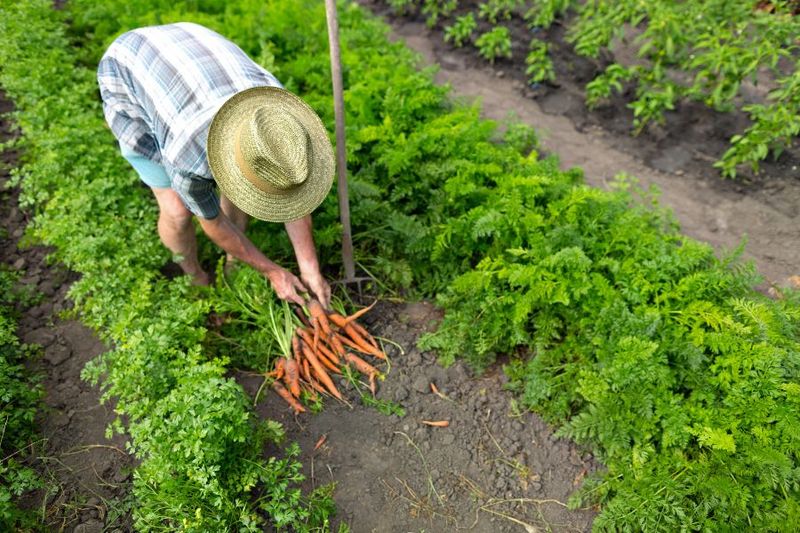 Reduced Harvest Yields Compared to Previous Years