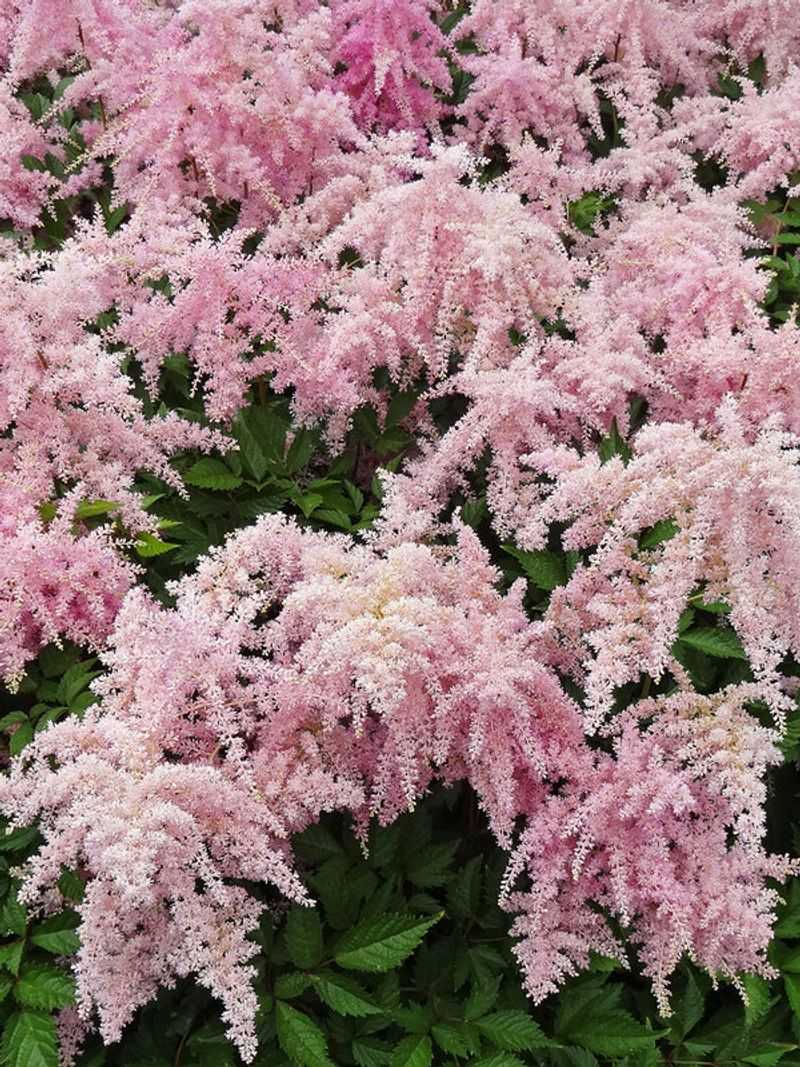 Astilbe