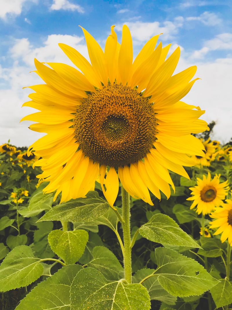 Sunflower (Helianthus)