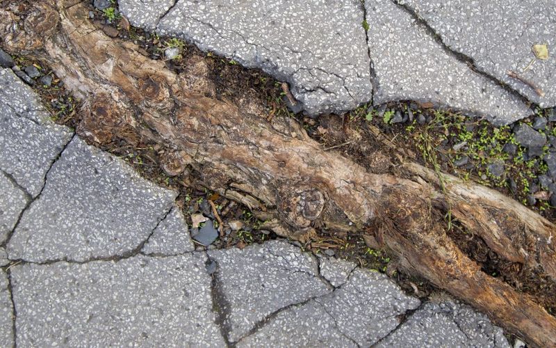 Roots Can Break Through Solid Rock and Concrete