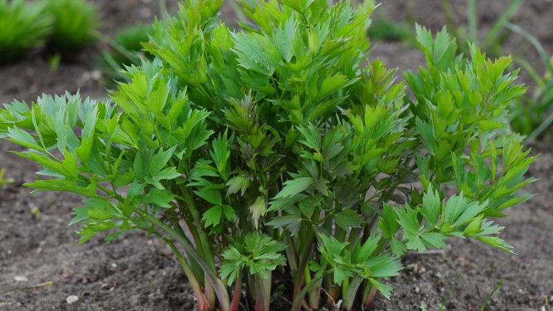 Lovage - The Celery Substitute