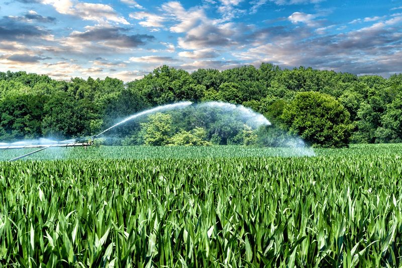 Nebraska Crop Field Hunting