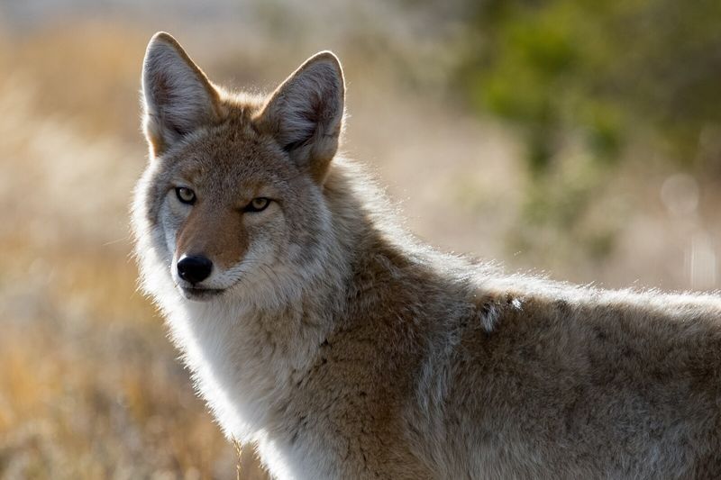 North Dakota Communities Adapt to Coyote Presence