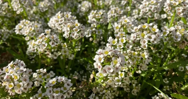 Sweet Alyssum