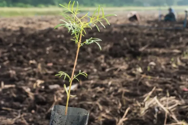 Thin Seedlings for Airflow