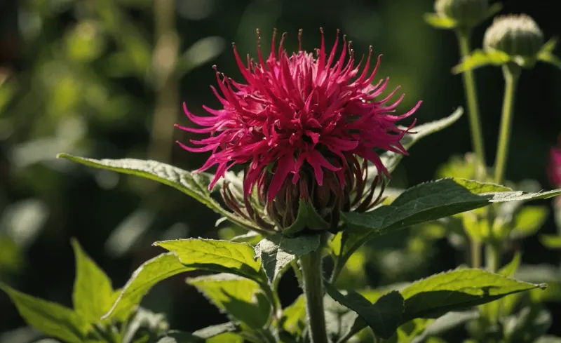 Water Deeply Once Per Week Only