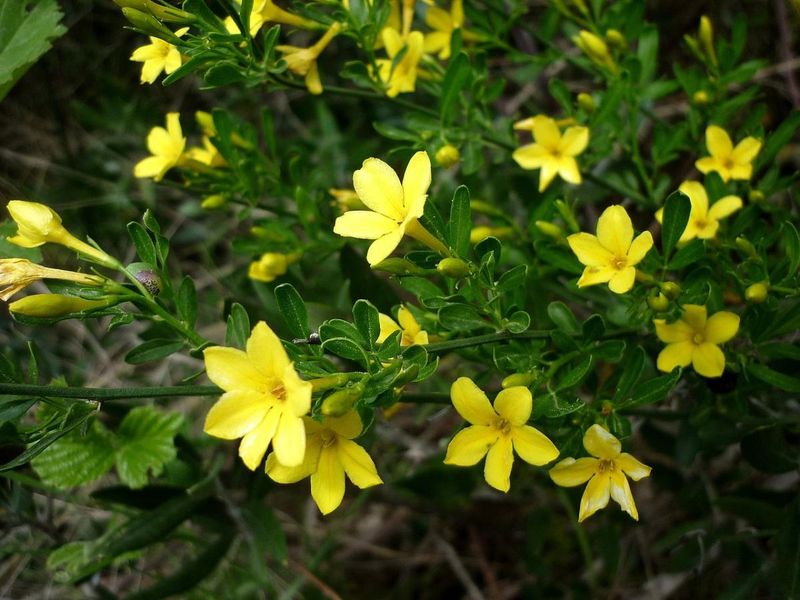 Wild Jasmine (Jasminum fruticans)