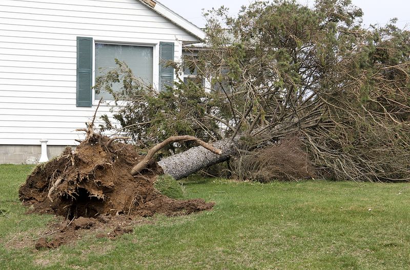Roots Are Exposed, Damaged, or Rotten