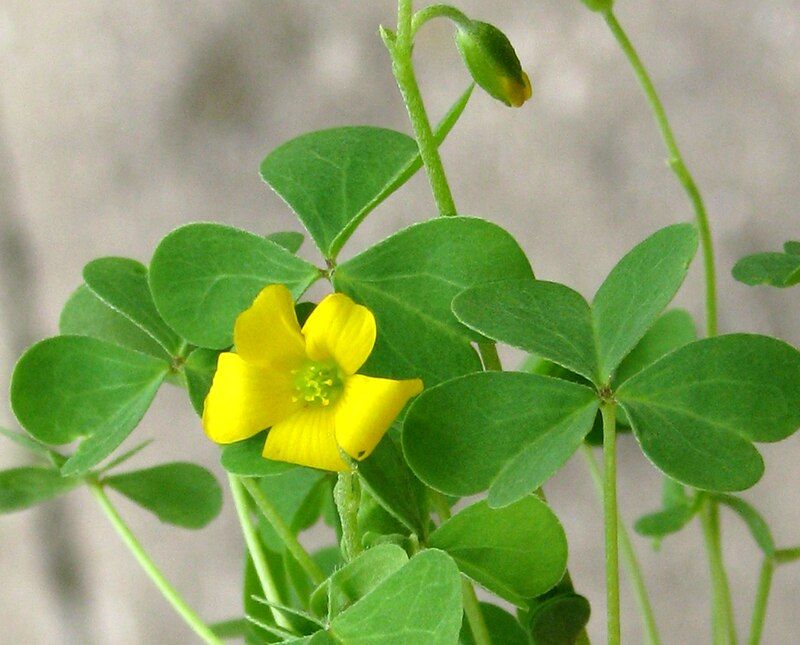 Wood Sorrel