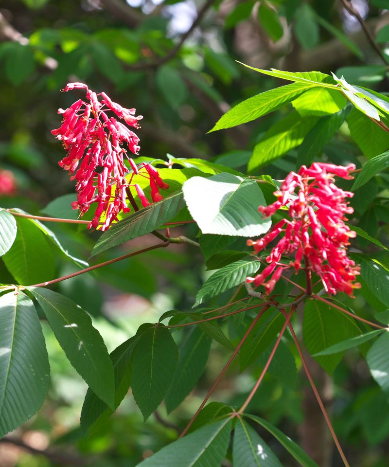 Red Buckeye