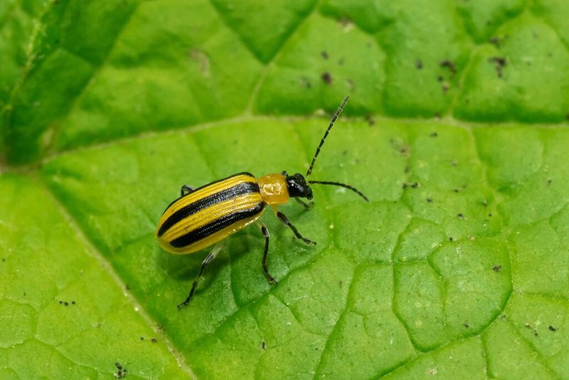 Cucumber Beetle