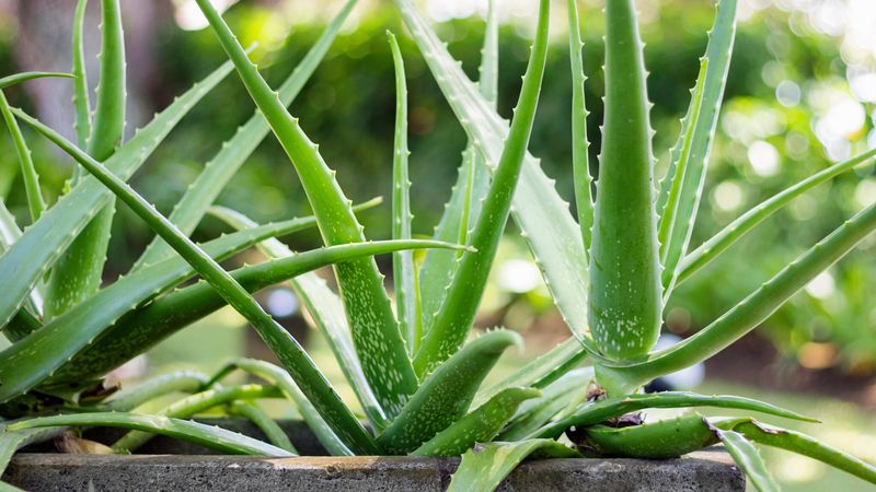 Aloe Vera