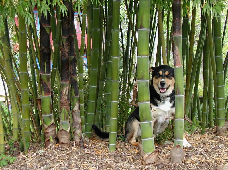 Bamboo (Bambusoideae)