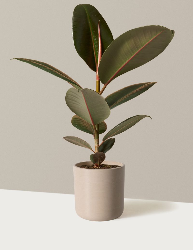 Rubber Plant (Ficus elastica)