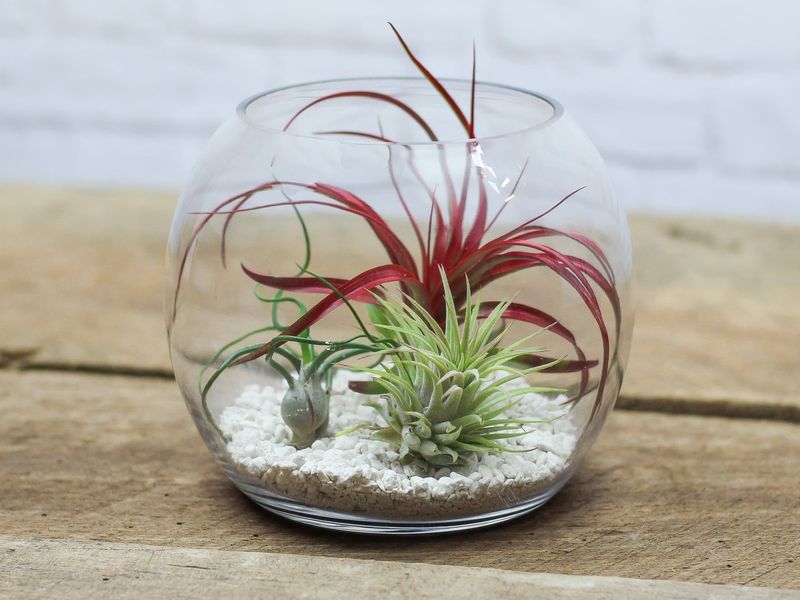 Air Plants (Tillandsia)